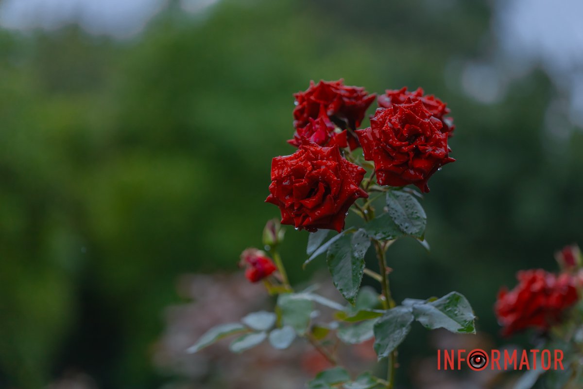 Королева квітів