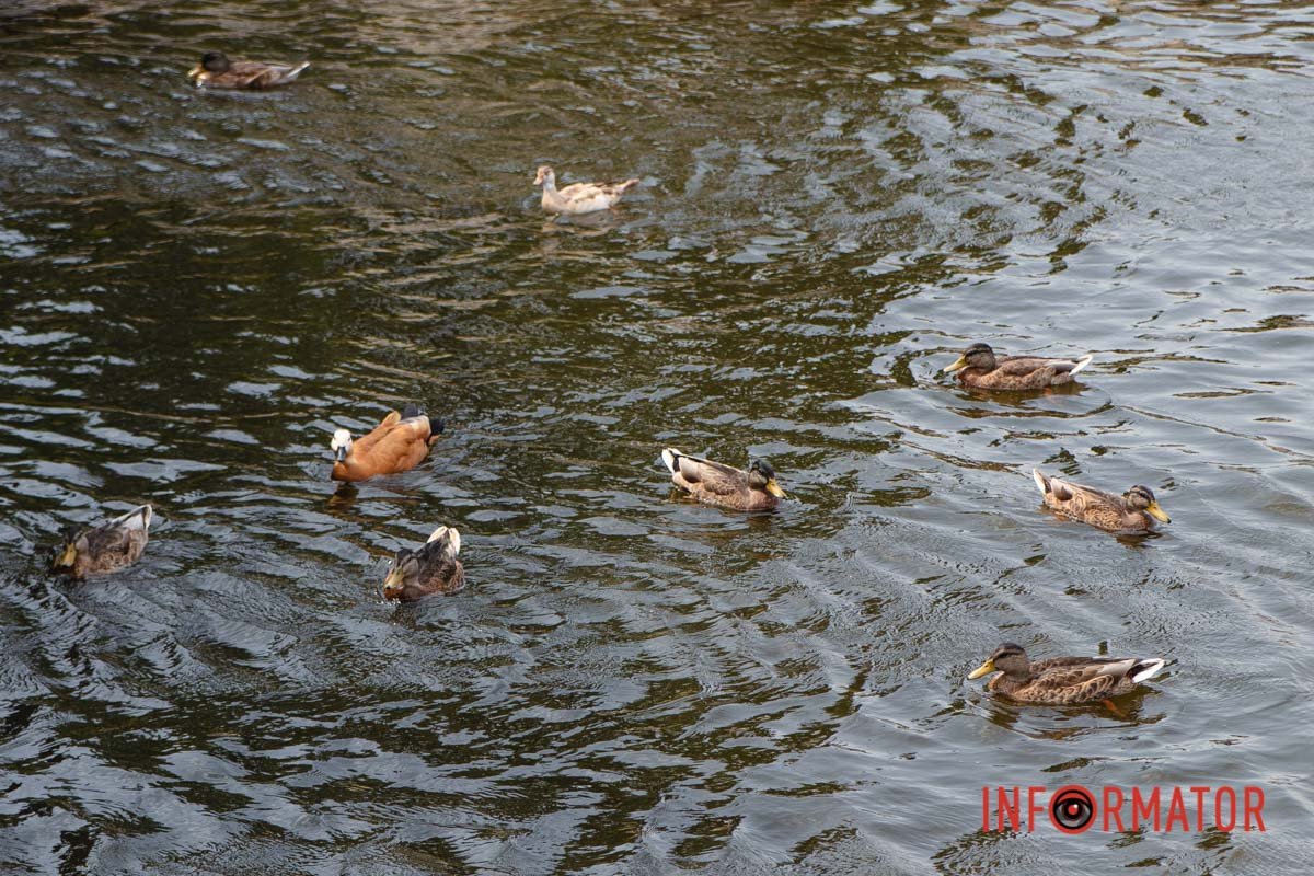 Качині історії Качині історії