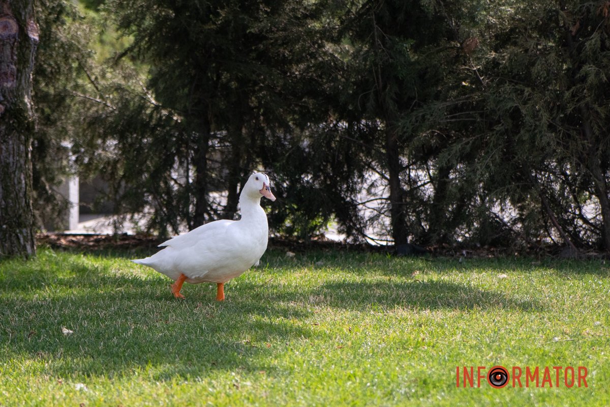 Якщо ви давно не бачили гусей, то ось Якщо ви давно не бачили гусей, то ось