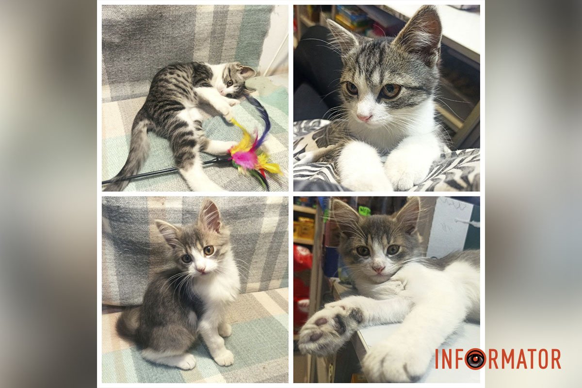 Матроскін та Мишеня 