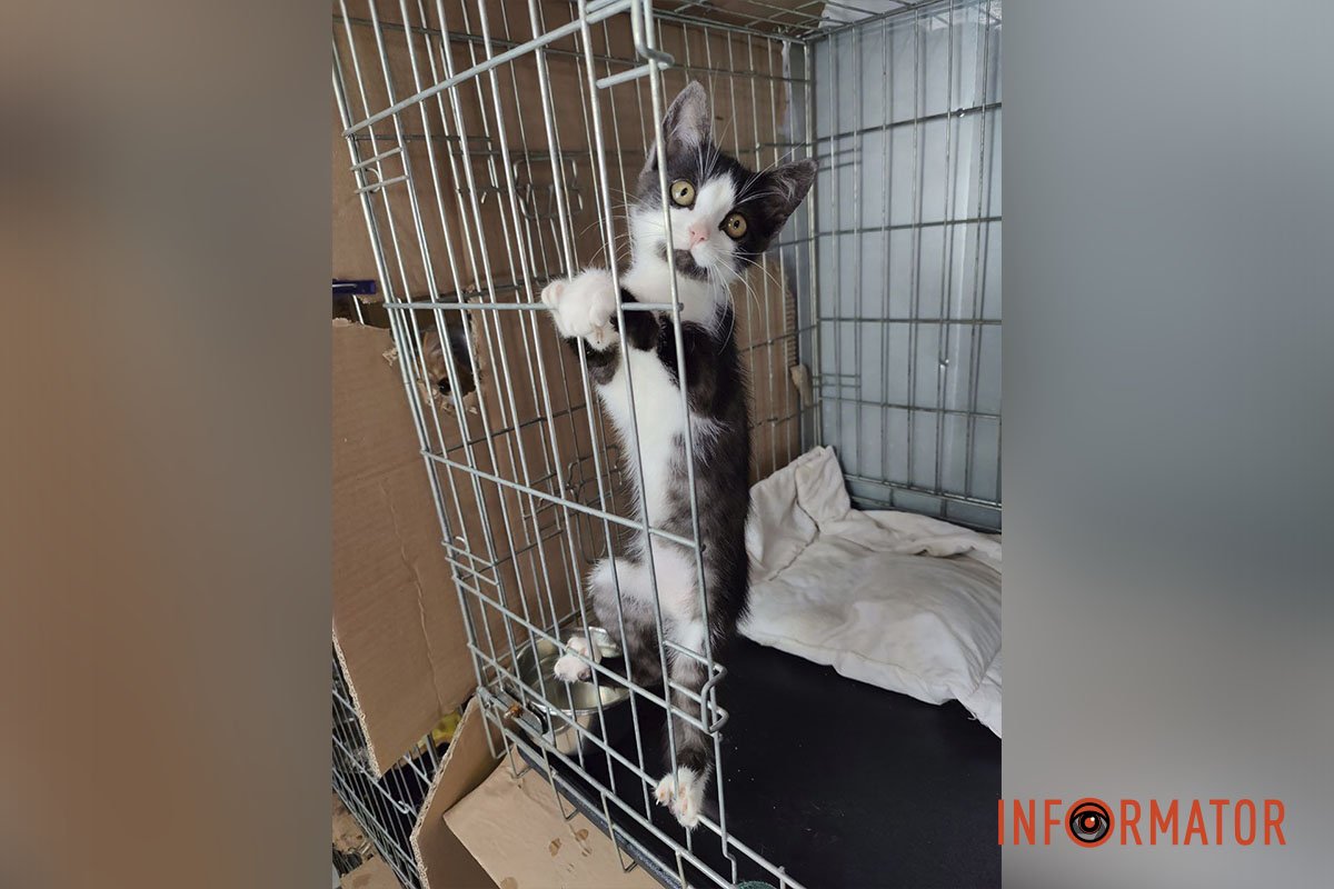 Власік-Квасік