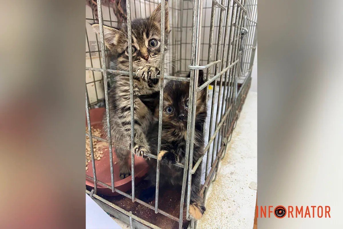 Чотирилапі