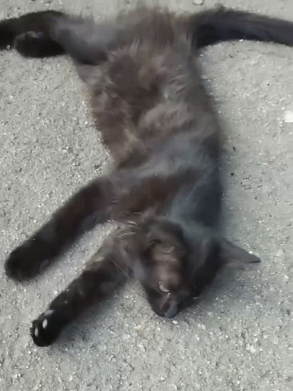 Знайомтесь - кіт Черниш