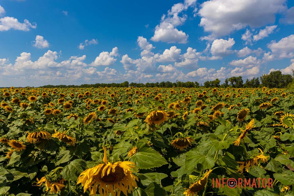 Ніби картинка Ніби картинка