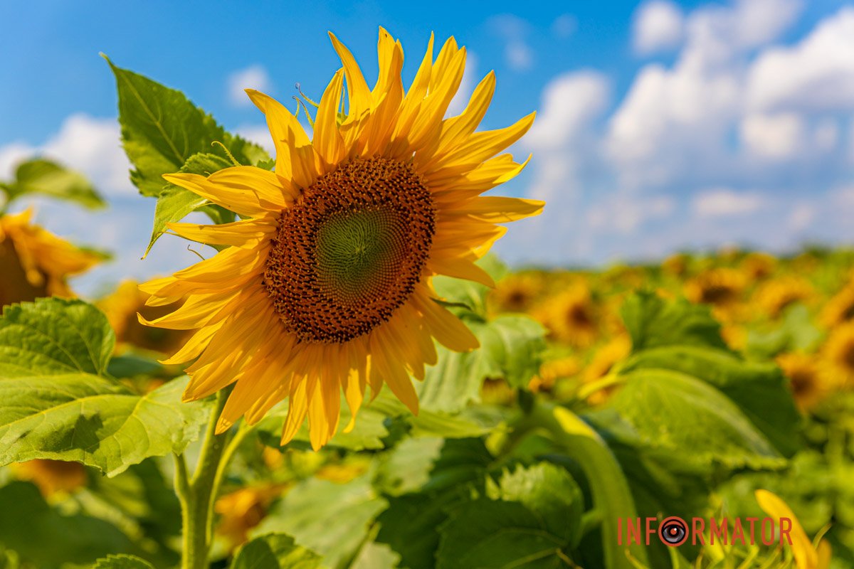 Сонячний соняшник  Сонячний соняшник