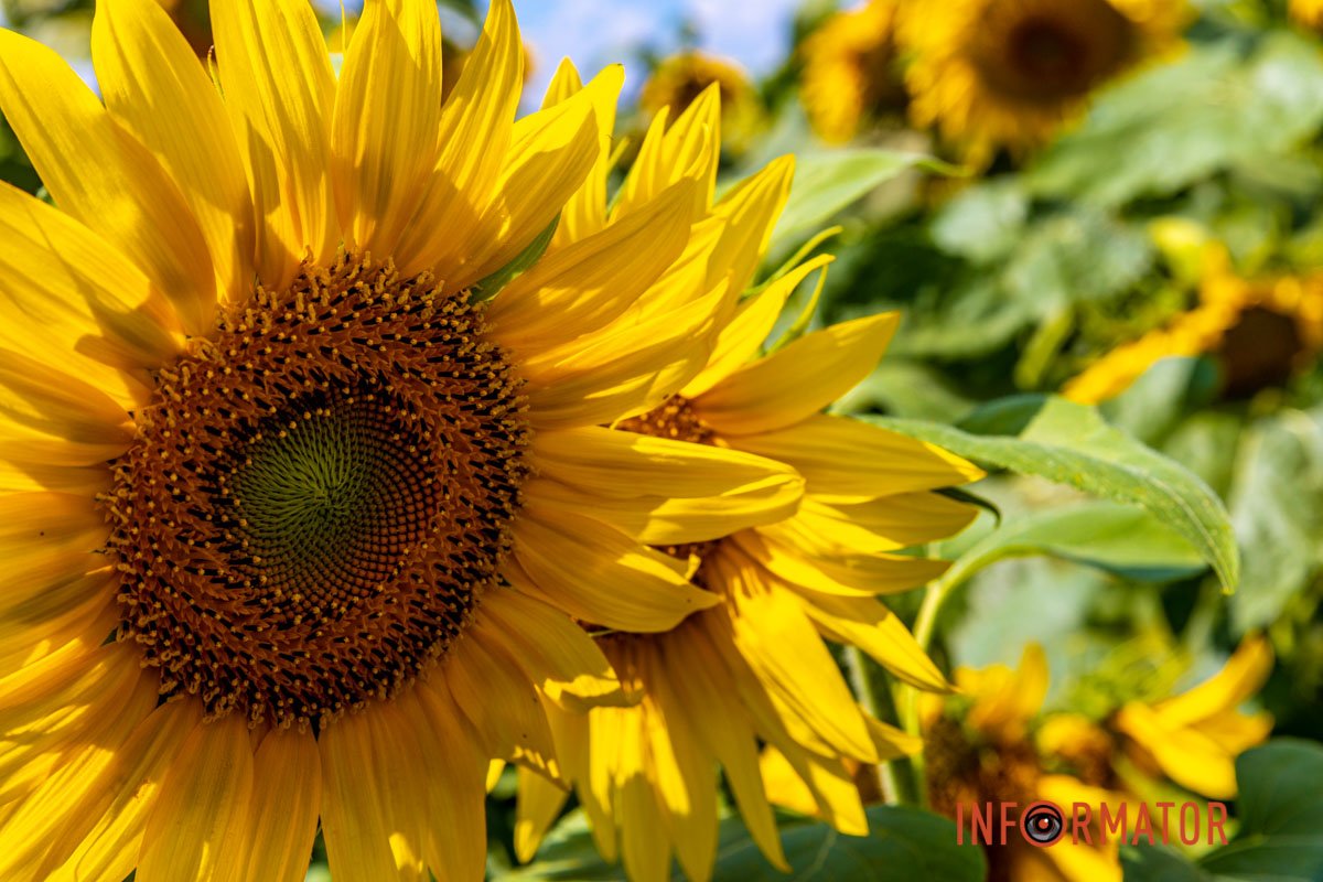 Неймовірний колір  Неймовірний колір