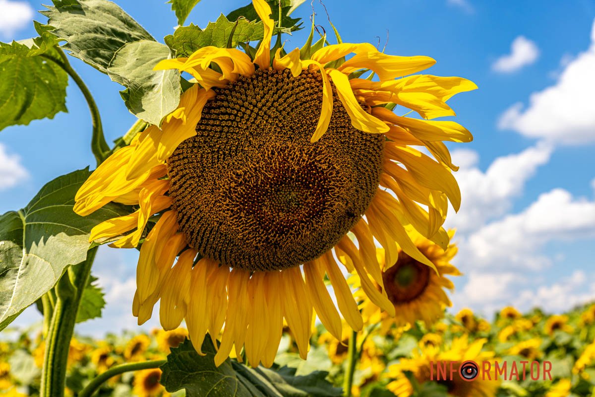 Мерщій фотографуватися   Мерщій фотографуватися