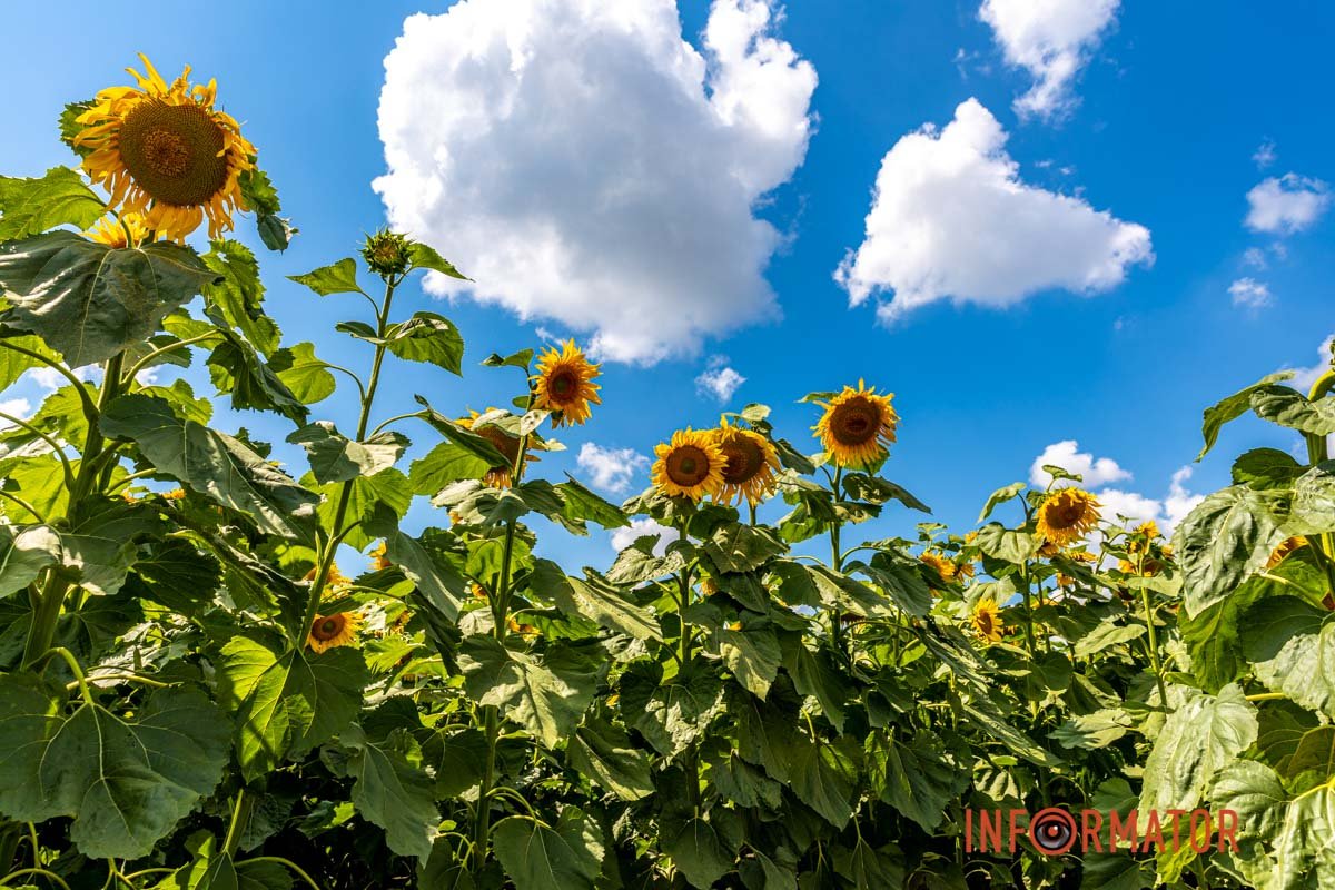 Чарівні обої на телефон Чарівні обої на телефон