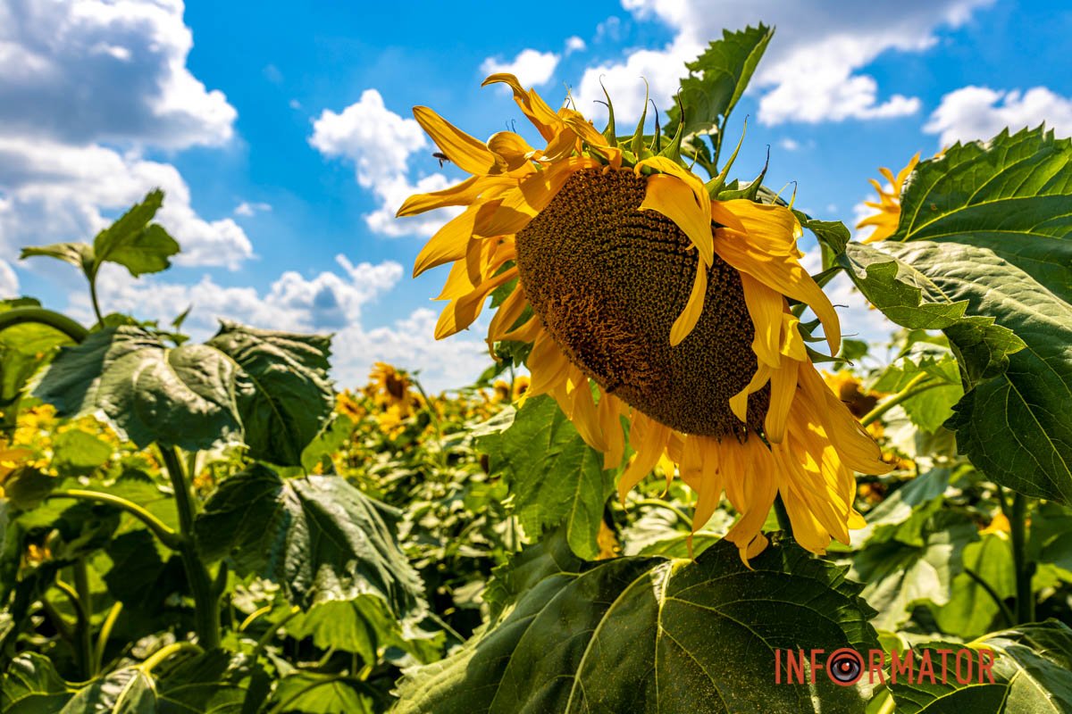 Яке поєднання  Яке поєднання