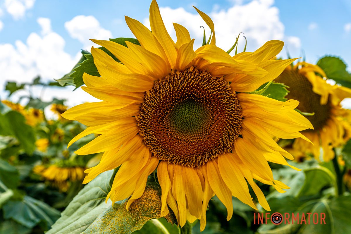 Немов сонечко  Немов сонечко