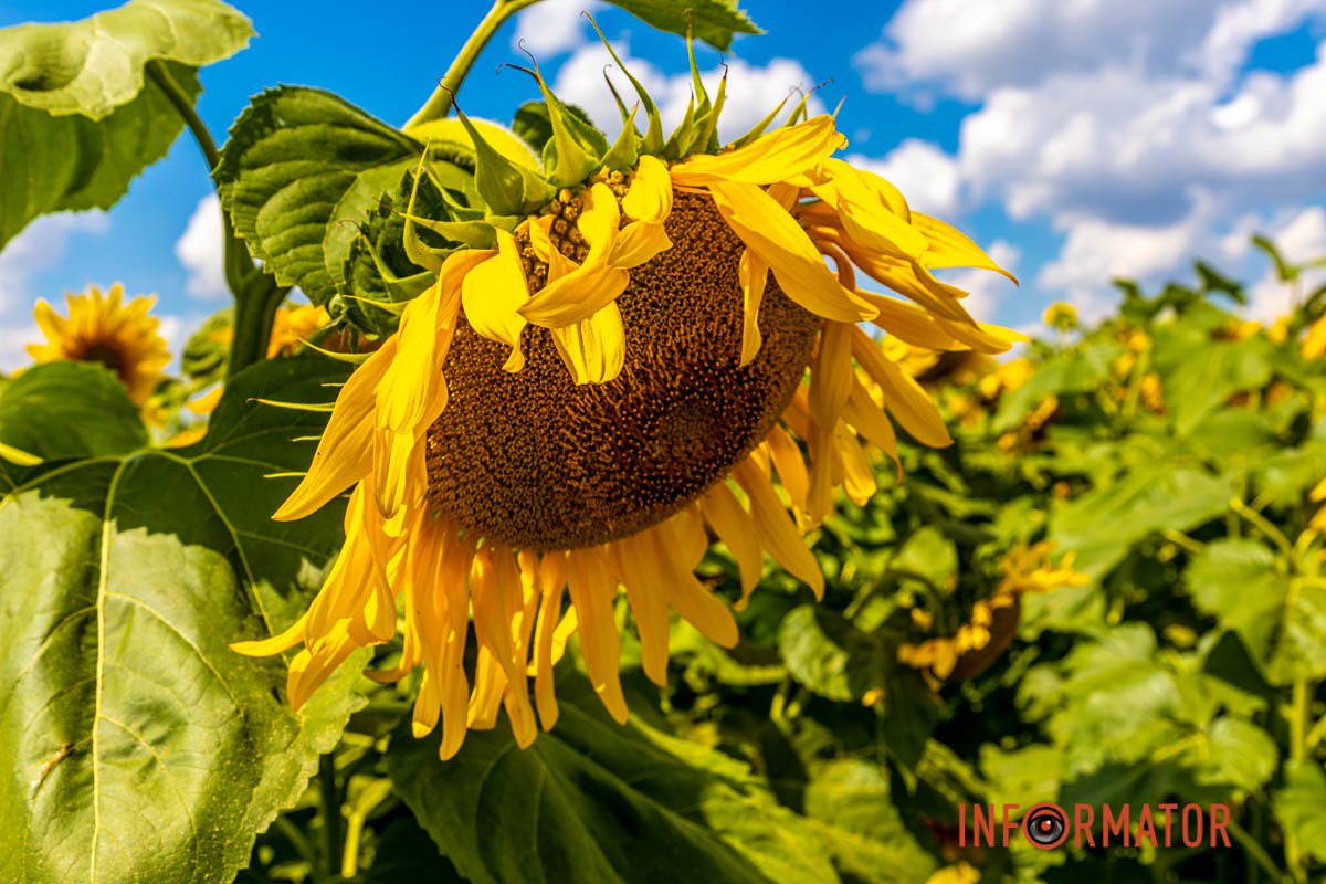 В вересні буде насіння  В вересні буде насіння
