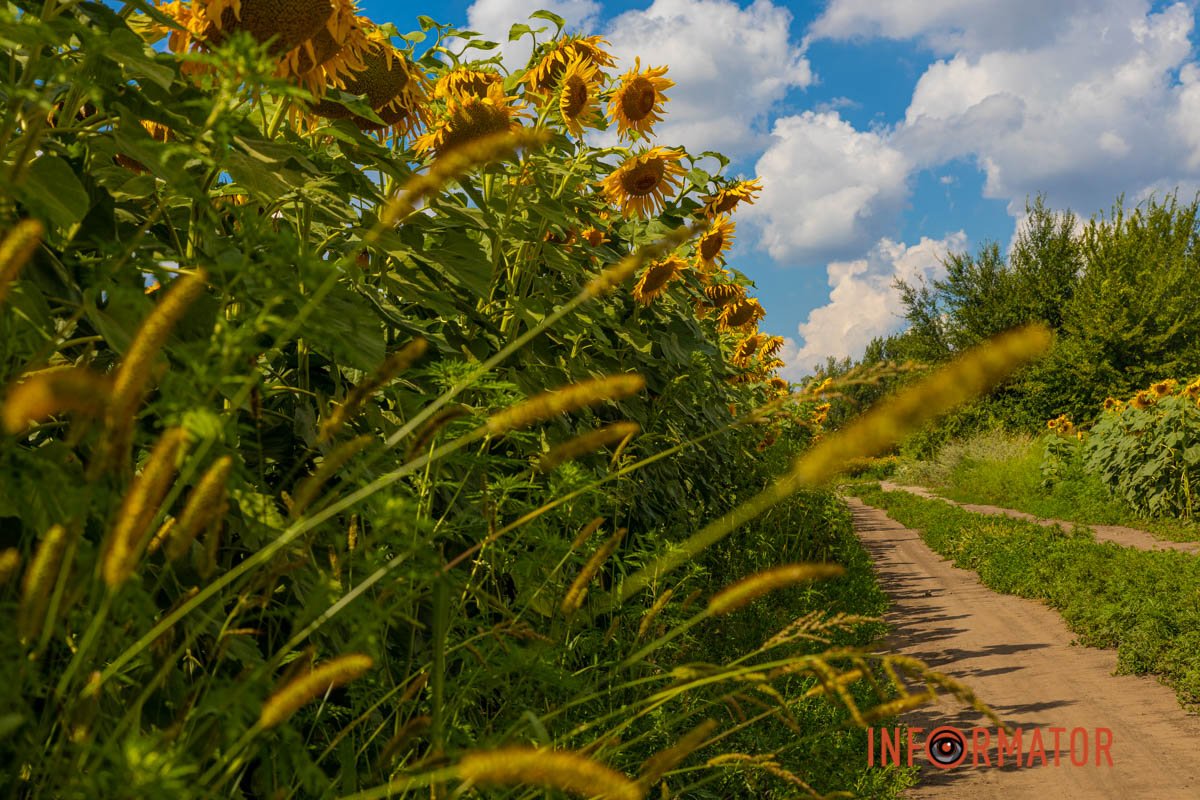 Стежка мрії Стежка мрії