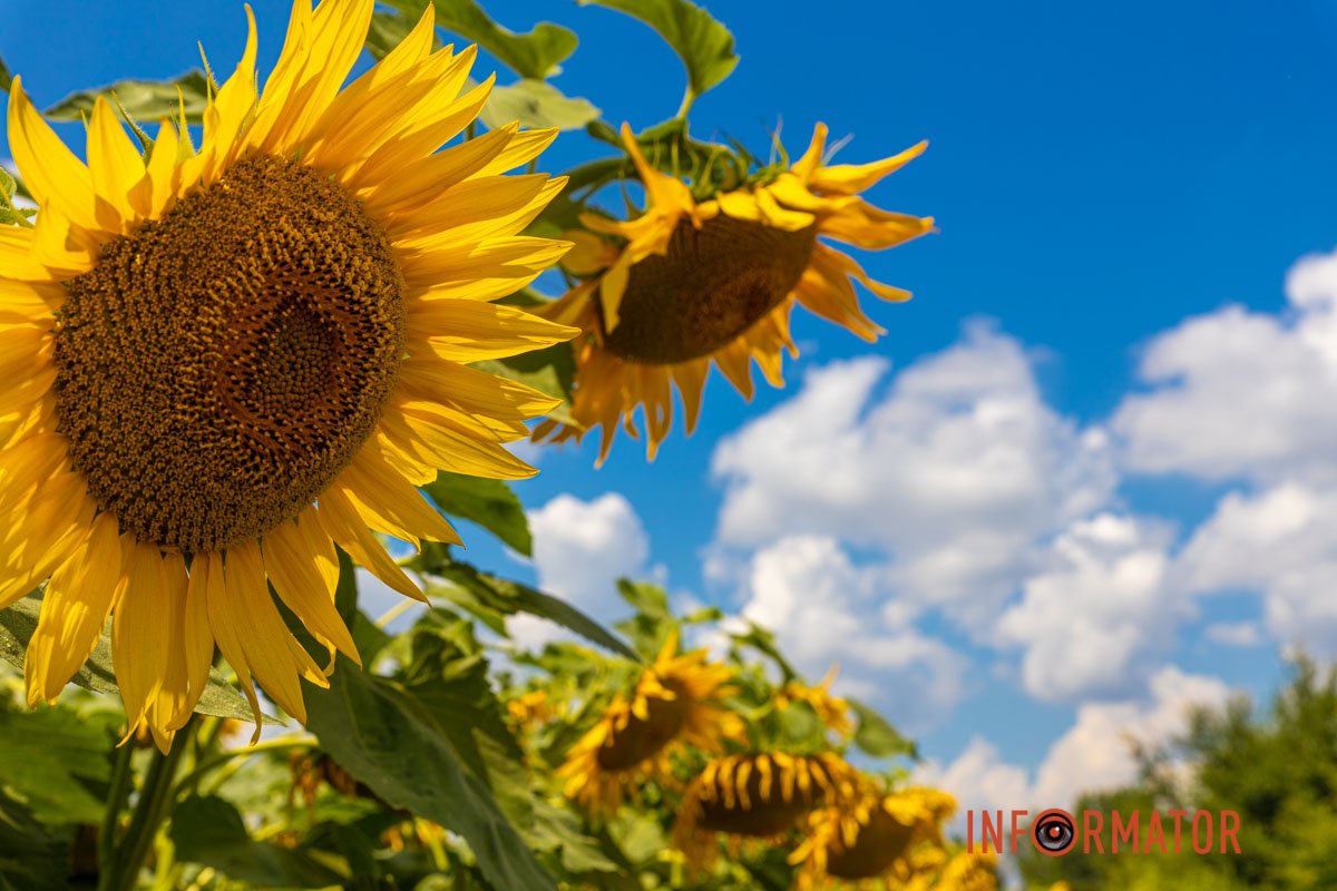 Краса соняшників  Краса соняшників