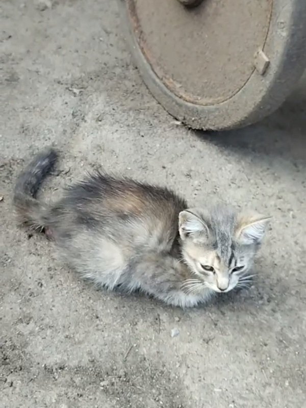 Бідолашний малий