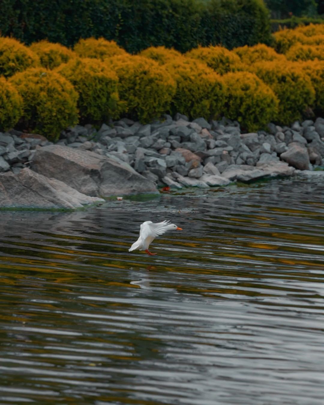 Цікавих ідей 