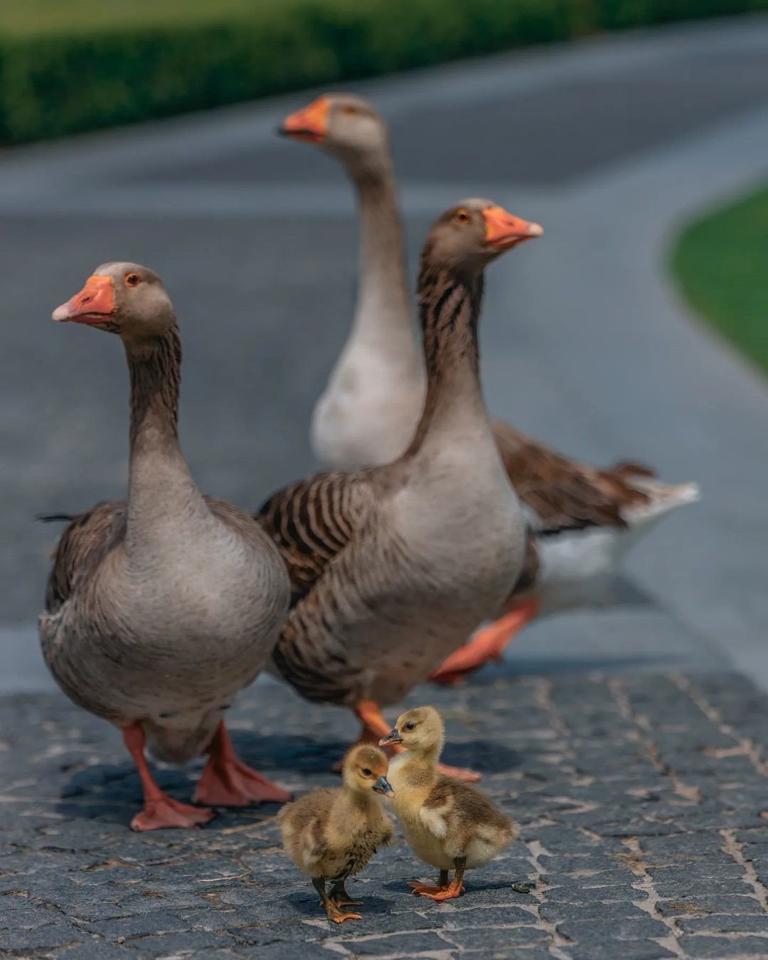 Завжди бути в центрі уваги 