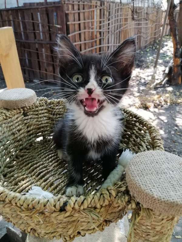 Не кидайте тварин Не кидайте тварин