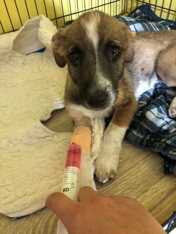 Вакцини і ліки - найгостріша проблема Вакцини і ліки - найгостріша проблема