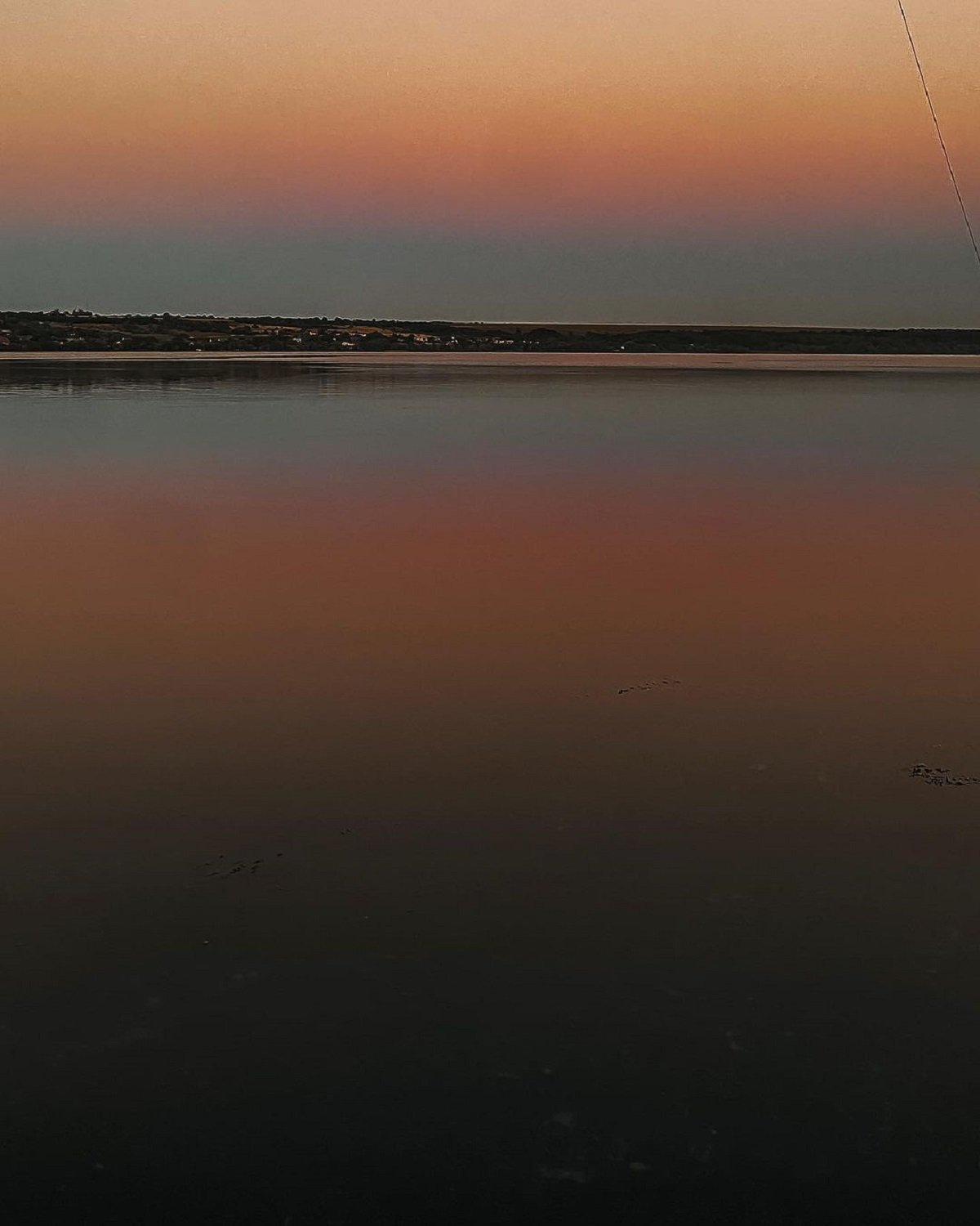 Фото: @hamster_dp_ua