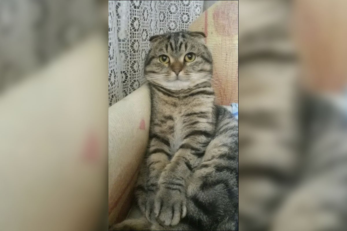 Моне Моне