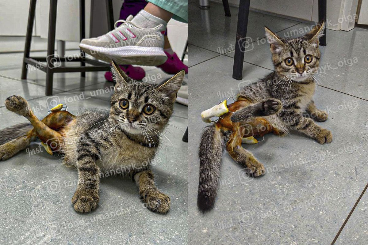 Так зараз виглядає кошеня