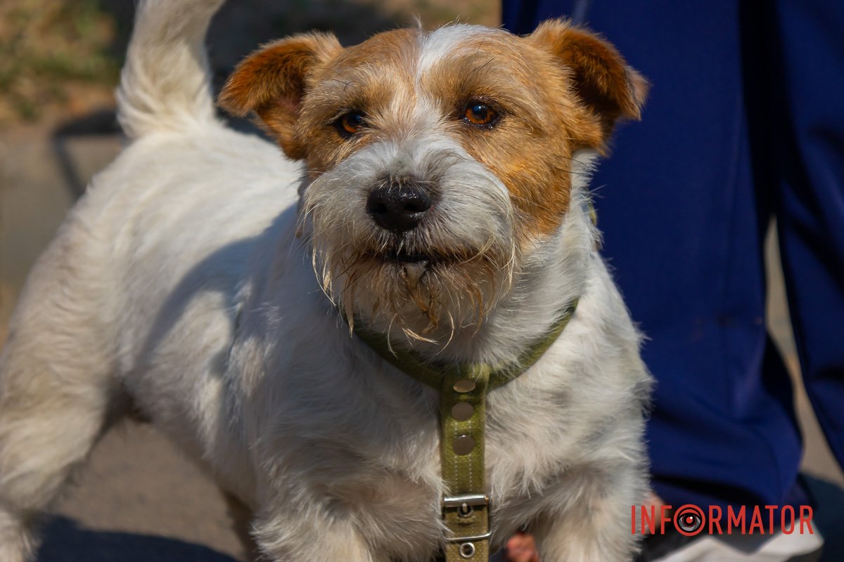 Красавица Красавица