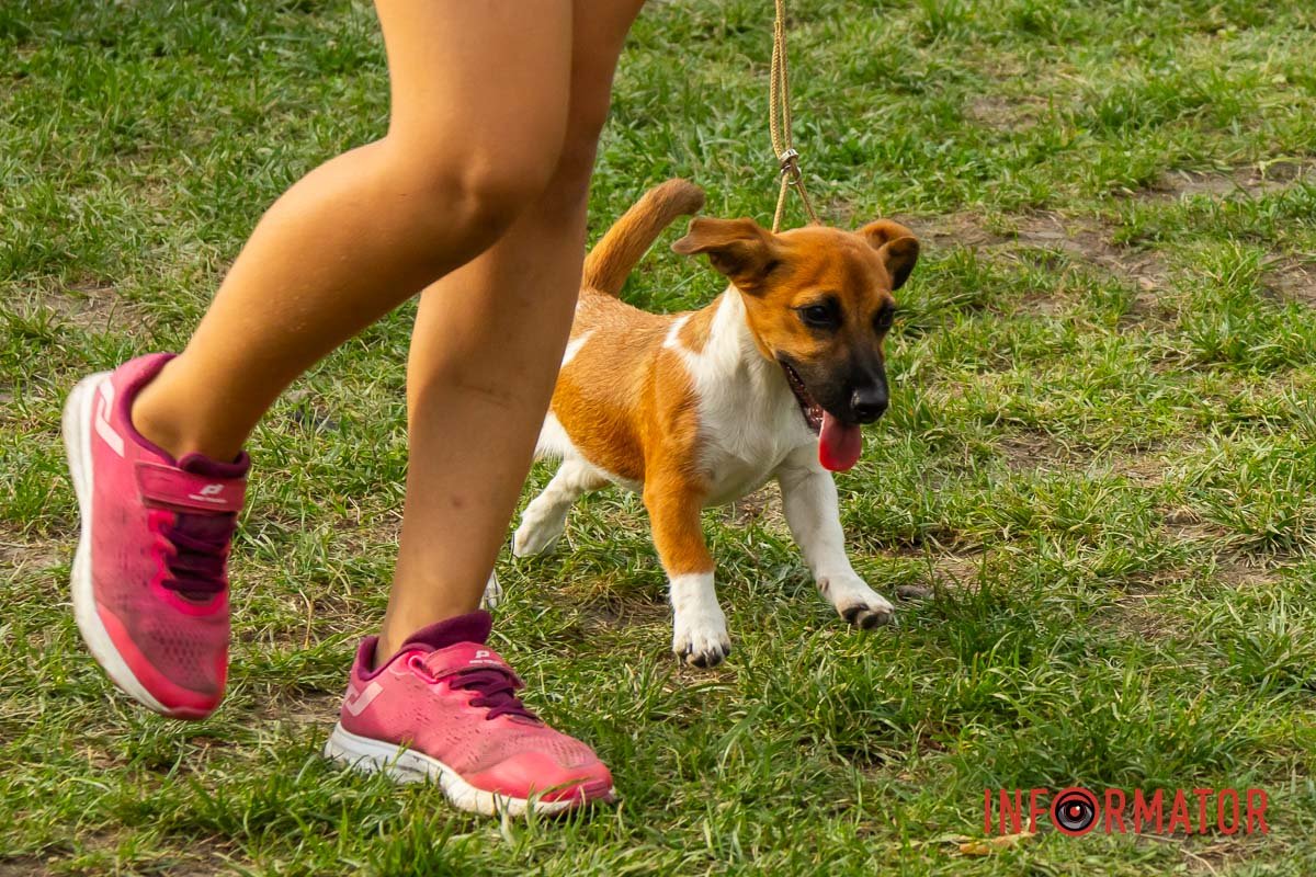 Позитив на лапах Позитив на лапах