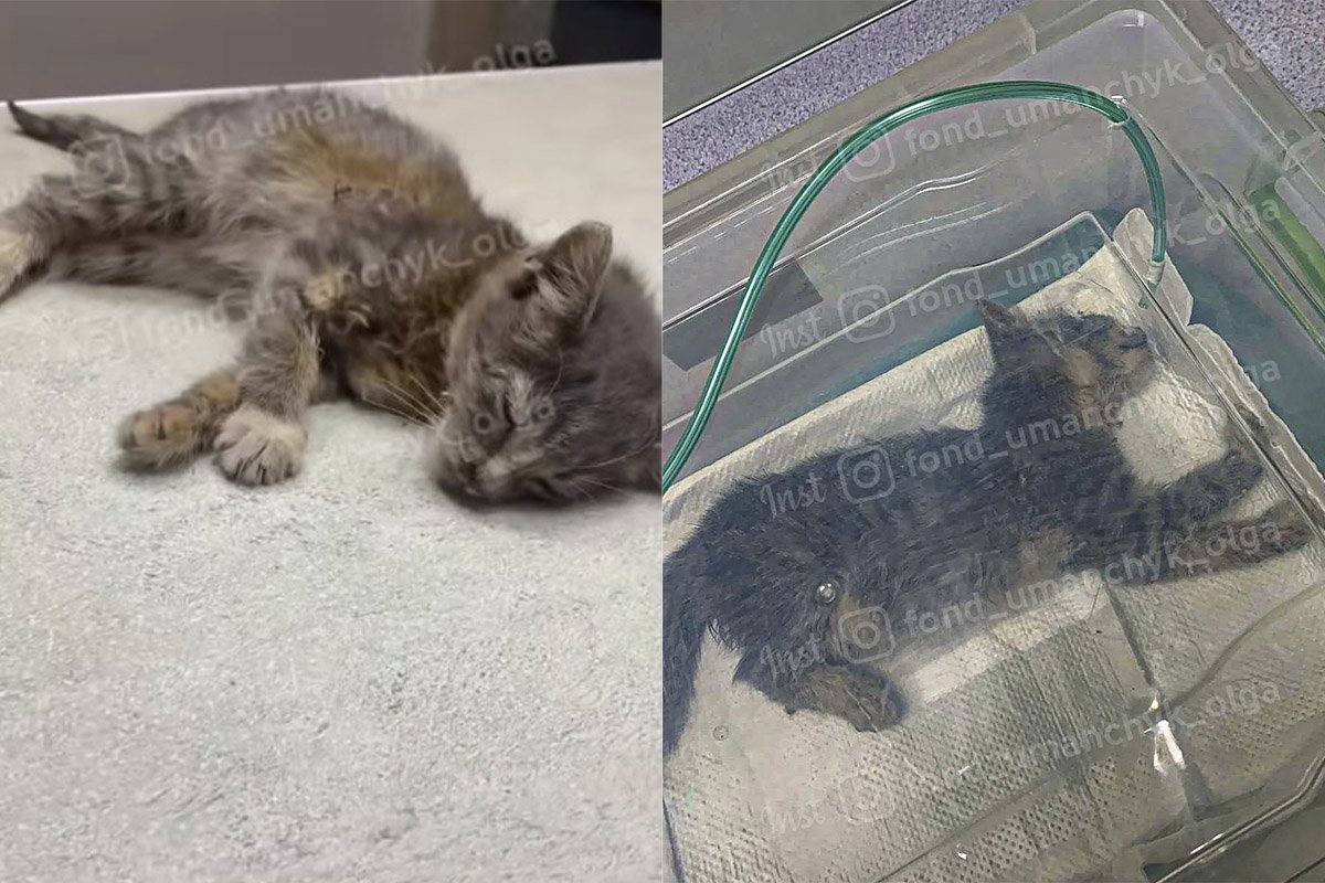 Рятують кішечку Масю Рятують кішечку Масю