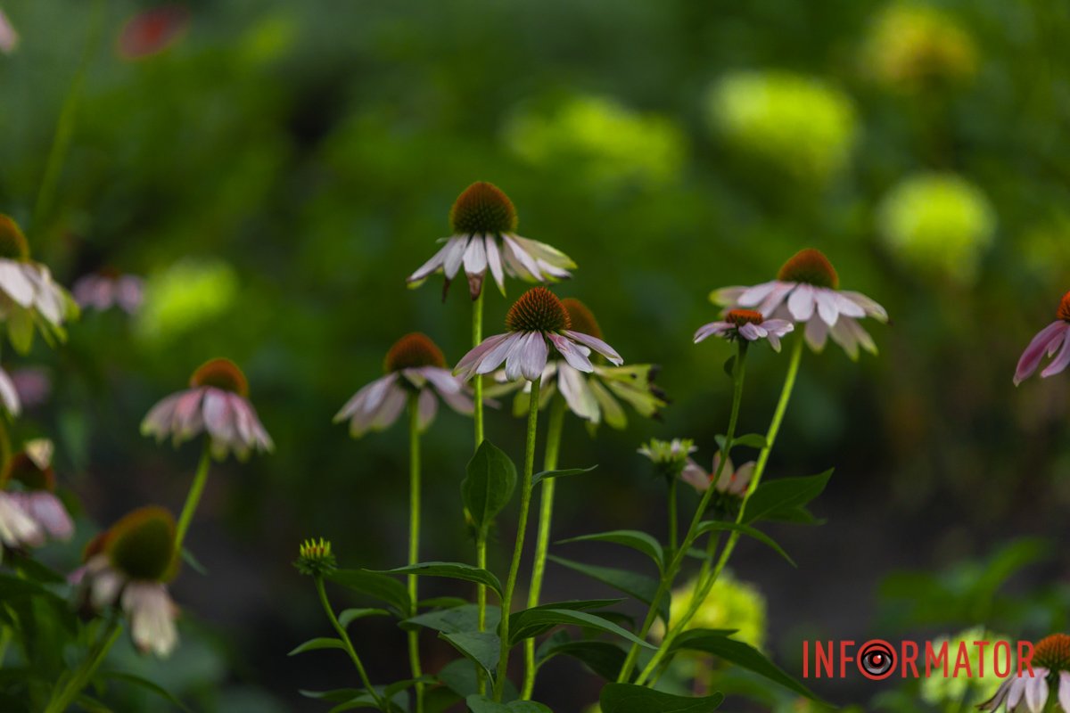 У Дніпрі осінь вступила у свої права одразу