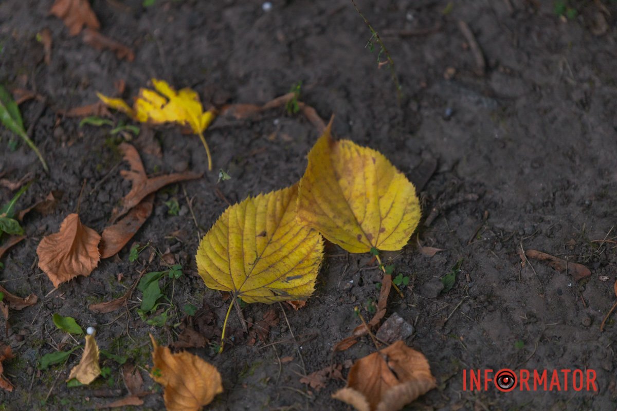 Жовте листя