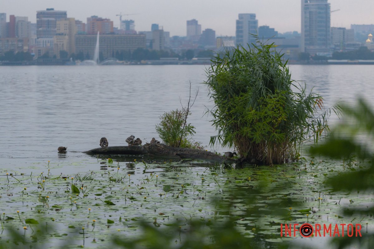 Немов картина