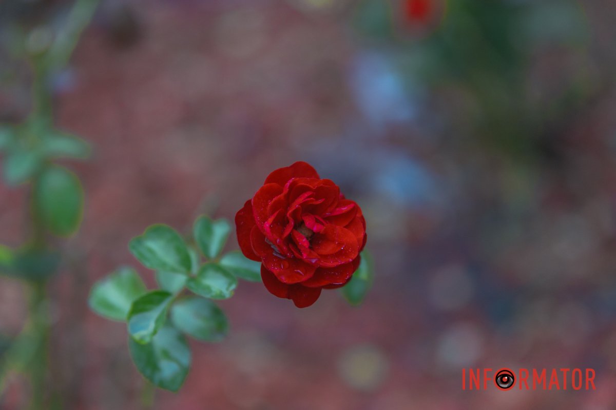 Королева квітів