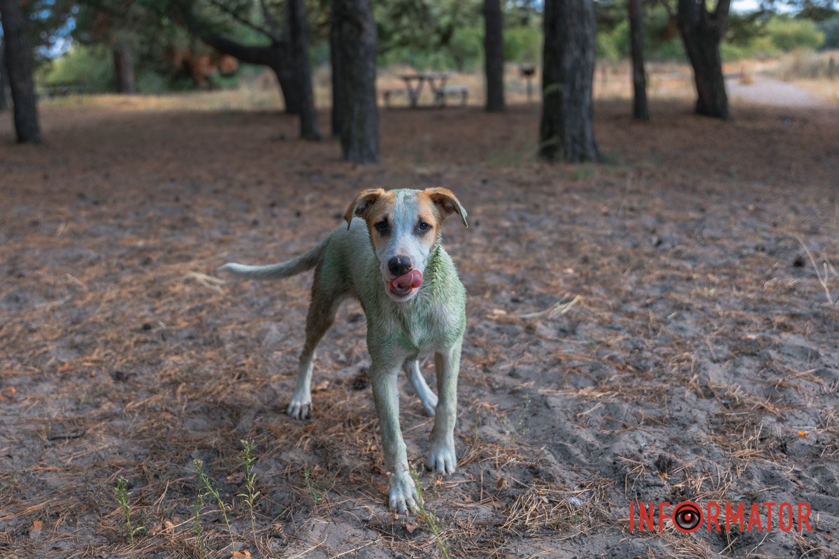 Автор: Ліна Костенко