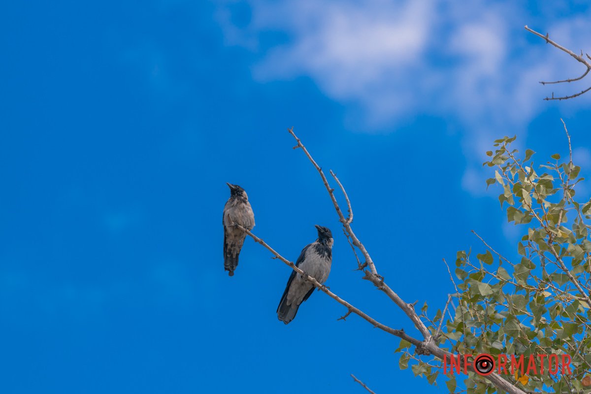 Красива осінь вишиває клени