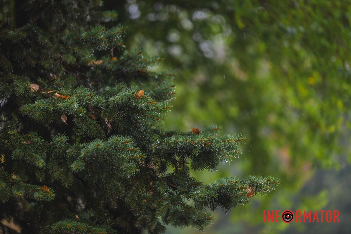 В "обіймах" дощу