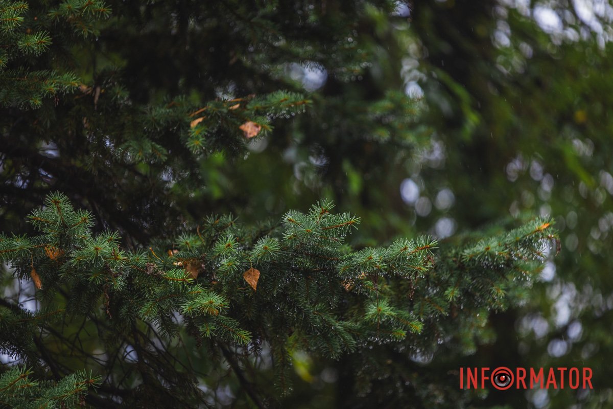 Листя, дощ та місто: симфонія природи