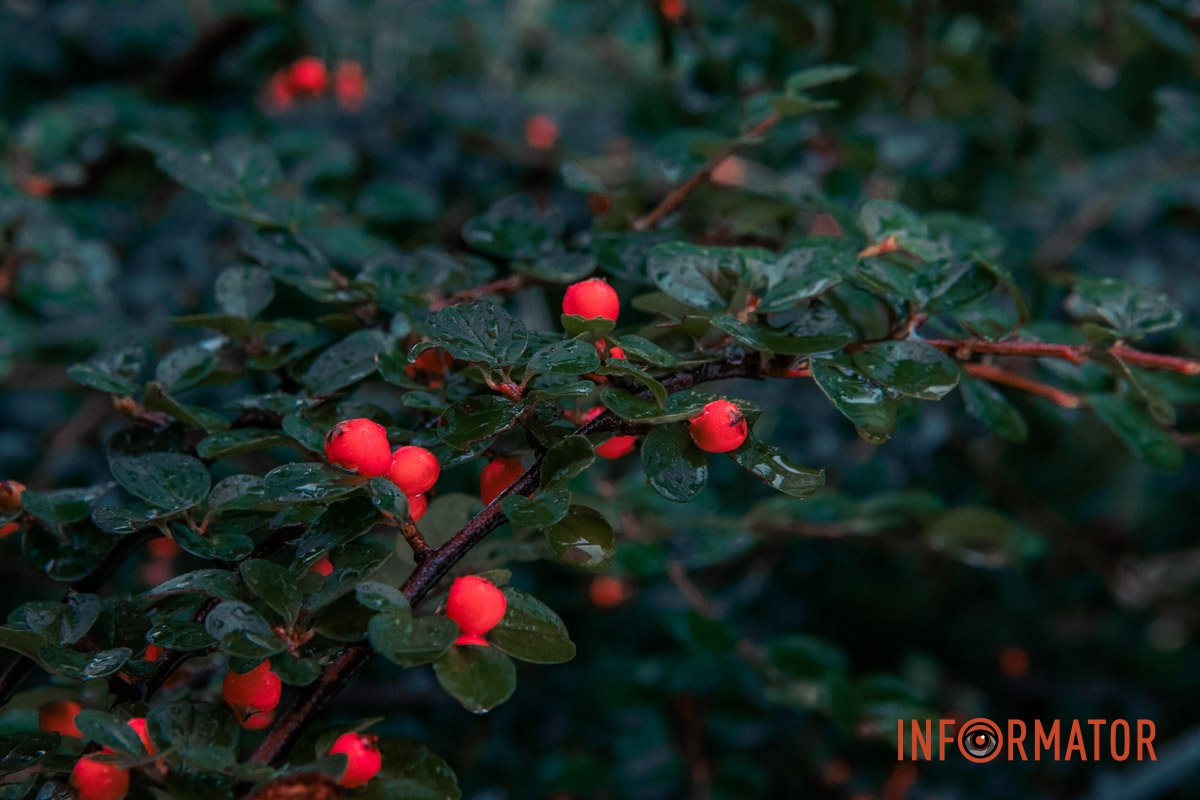 Дніпро - місто краси