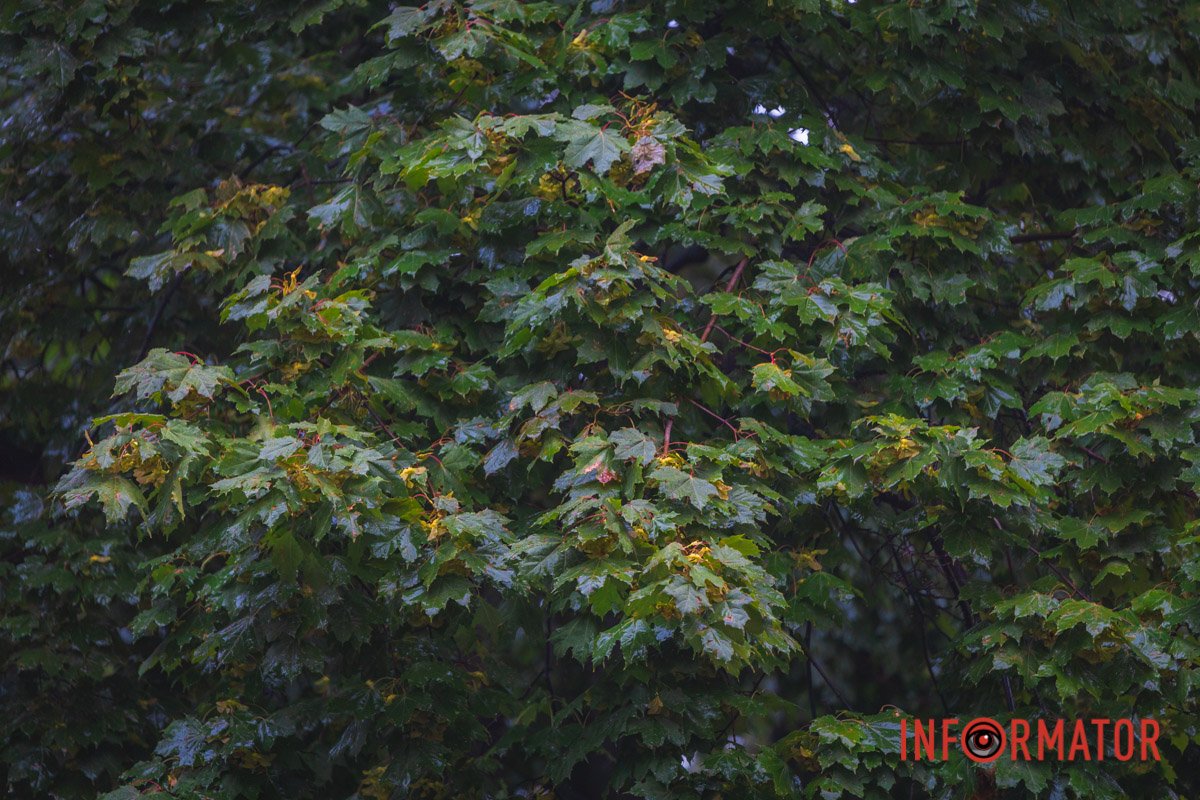 Чарівні кольори