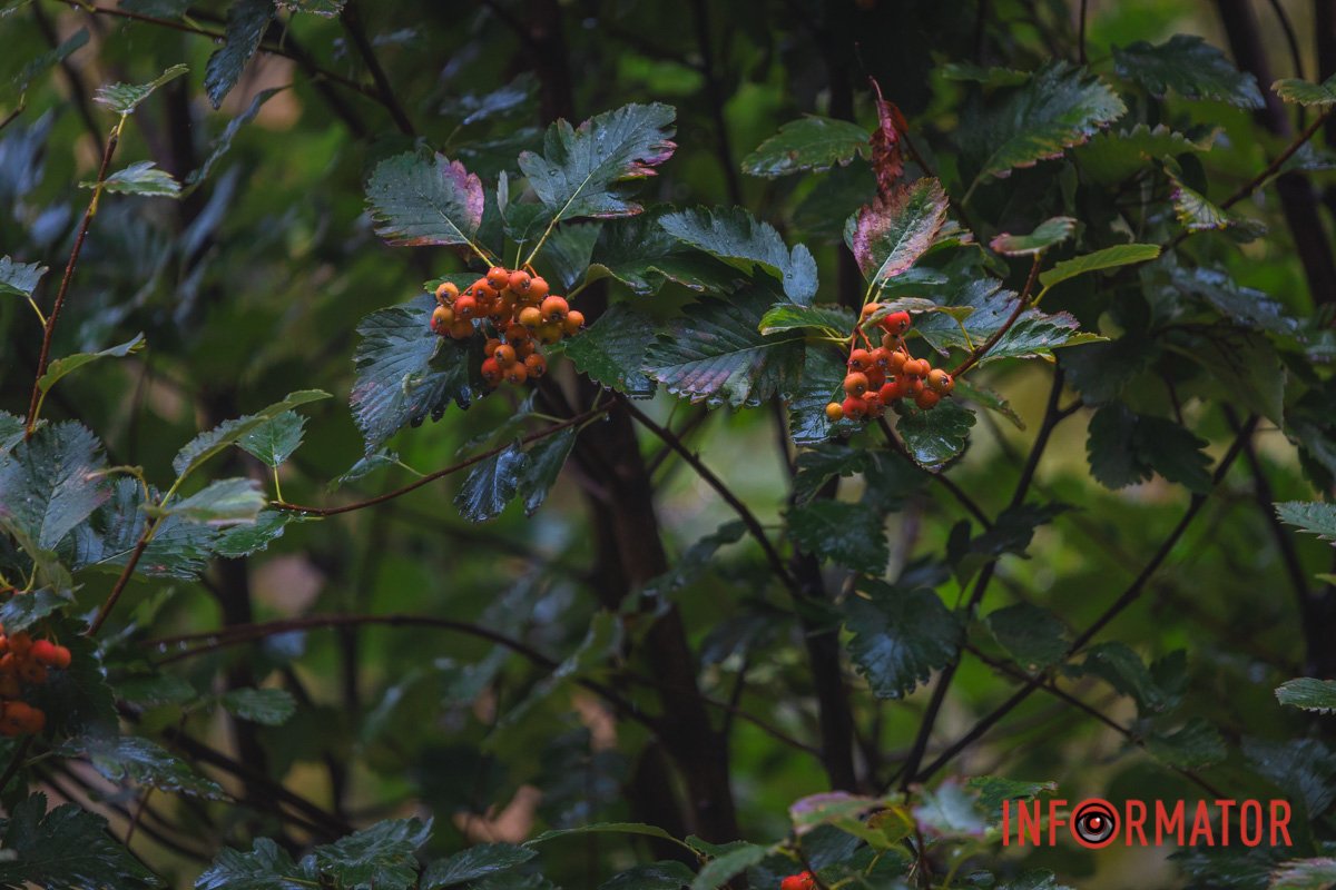 Краса і все