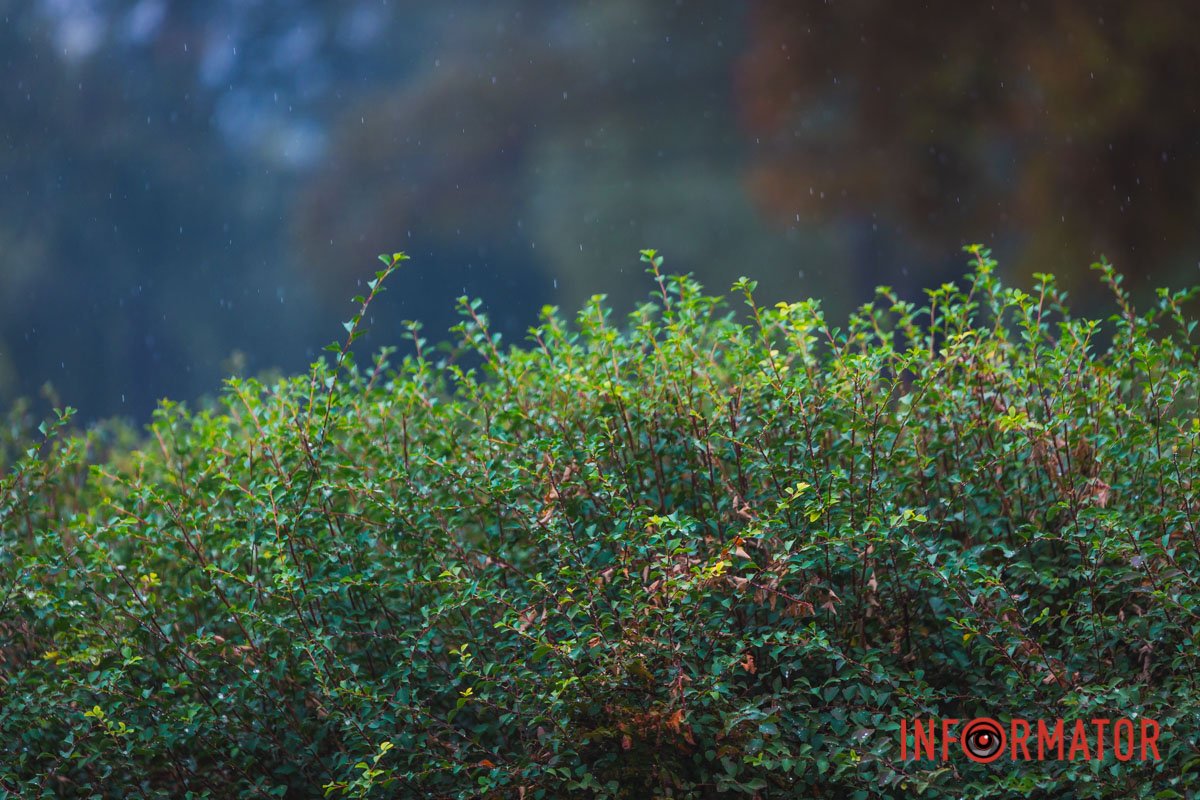Дощовий день, як подарунок від природ