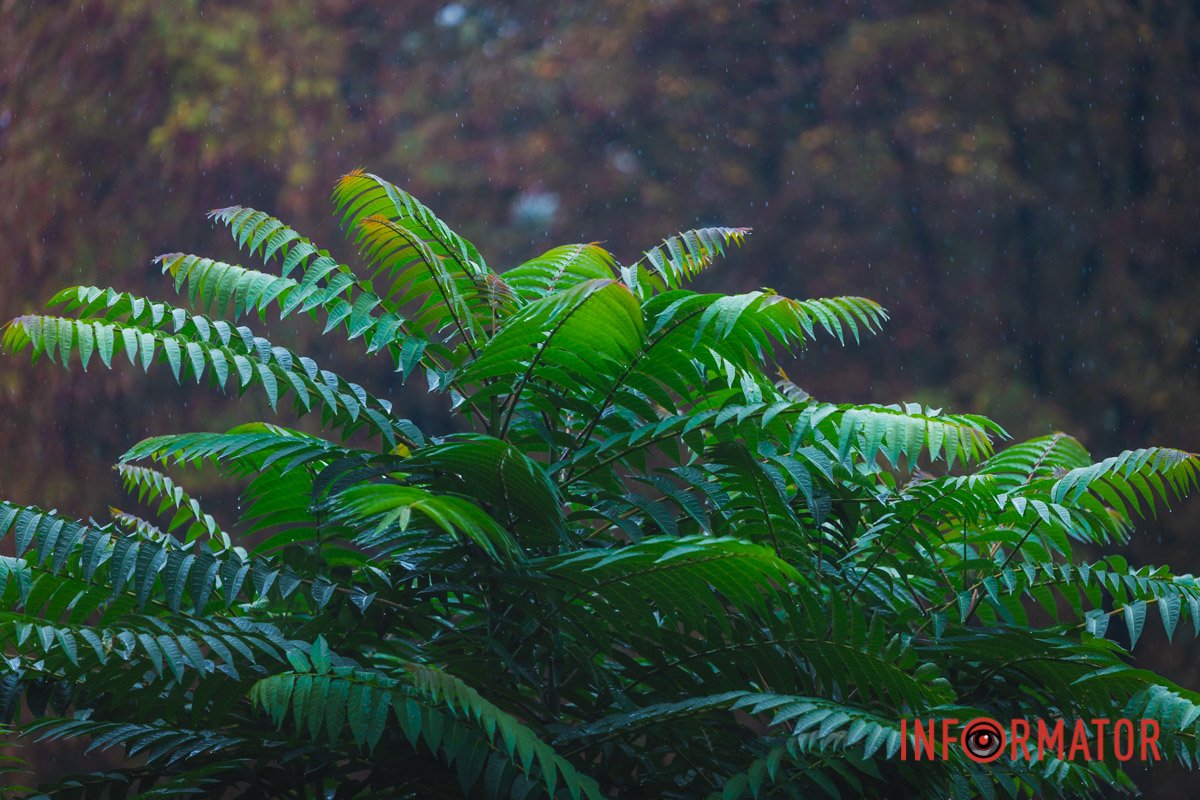 Завітайте на прогулянку під дощем