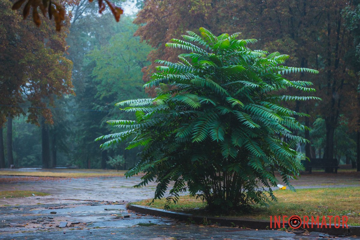 Осінь приходить разом із дощем