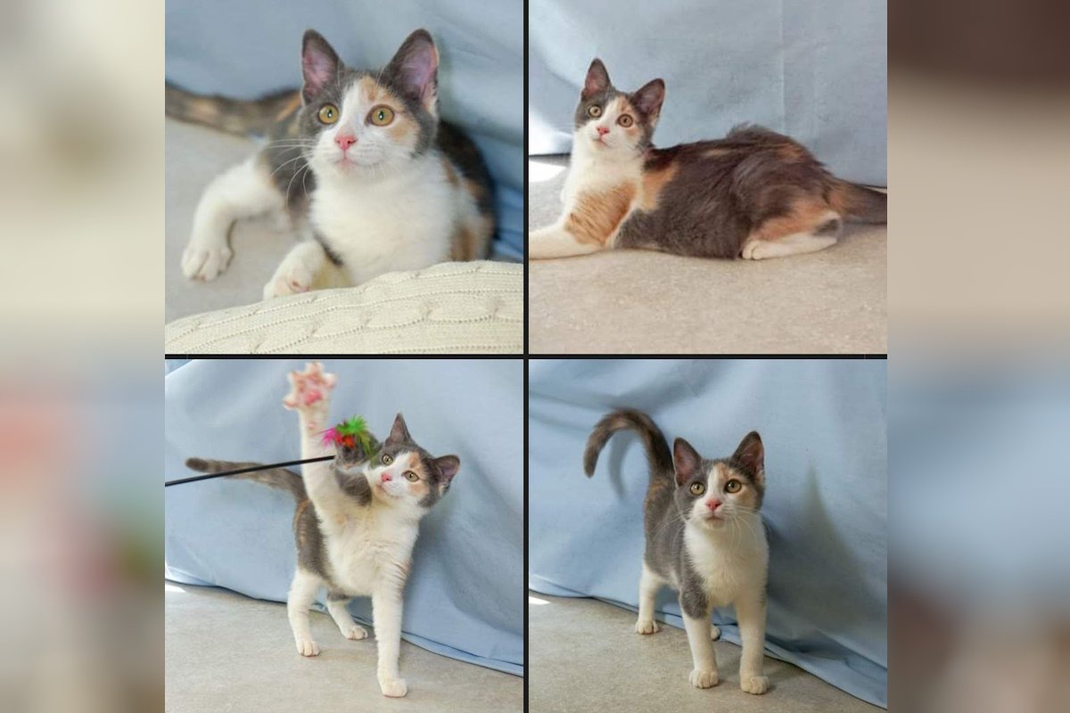 Моллі Моллі