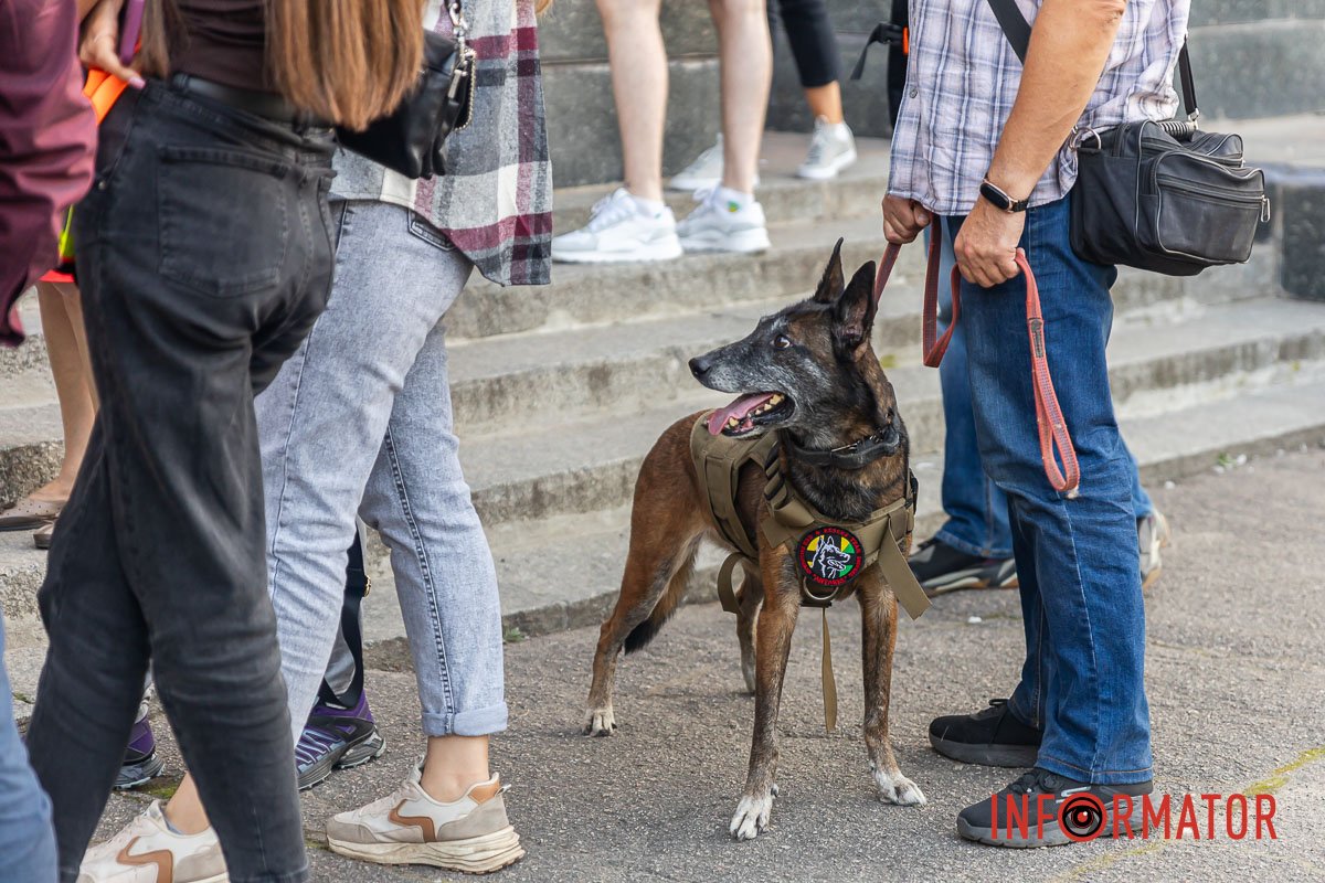 Чотирилапі рятувальники Чотирилапі рятувальники