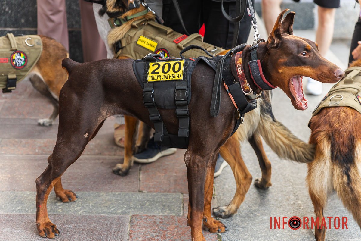 Добрий доберман Добрий доберман