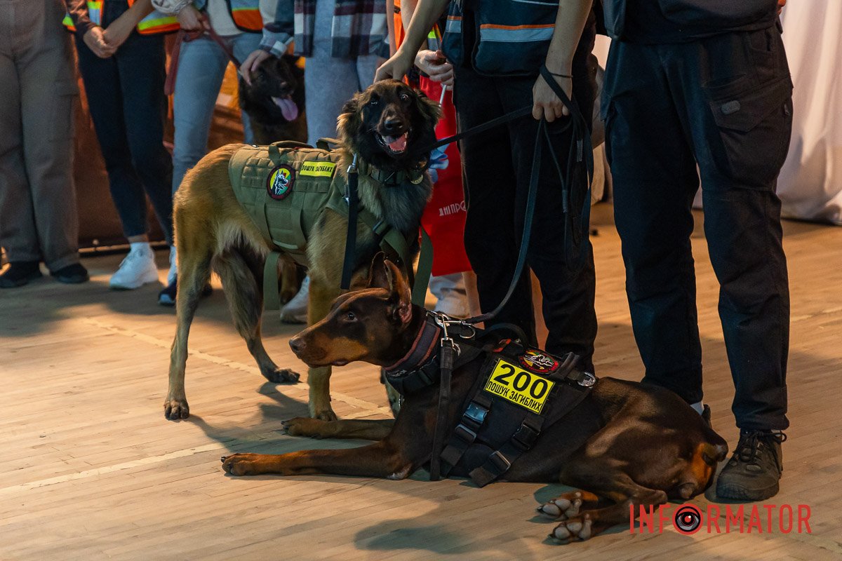 Доберман Ханна Доберман Ханна