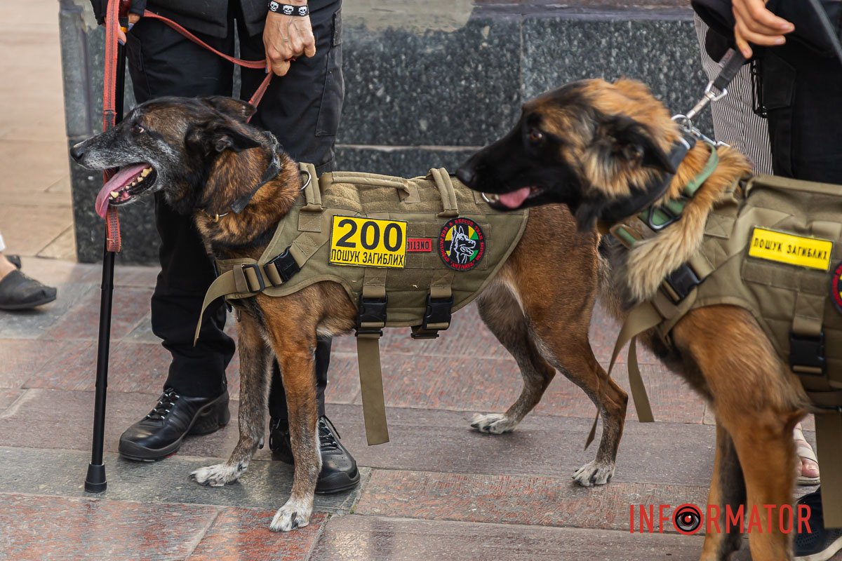Небагатозначна жовта наліпка Небагатозначна жовта наліпка