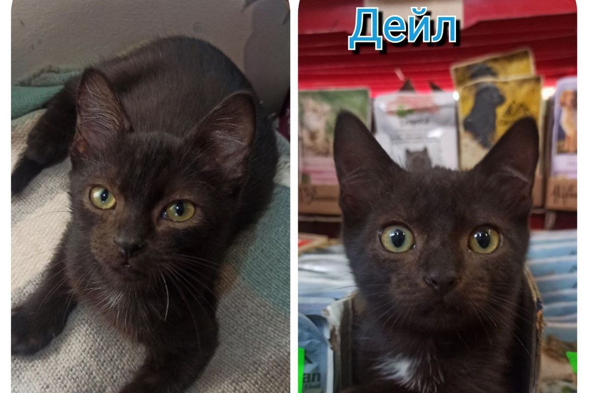 Чип і Дейл Чип і Дейл