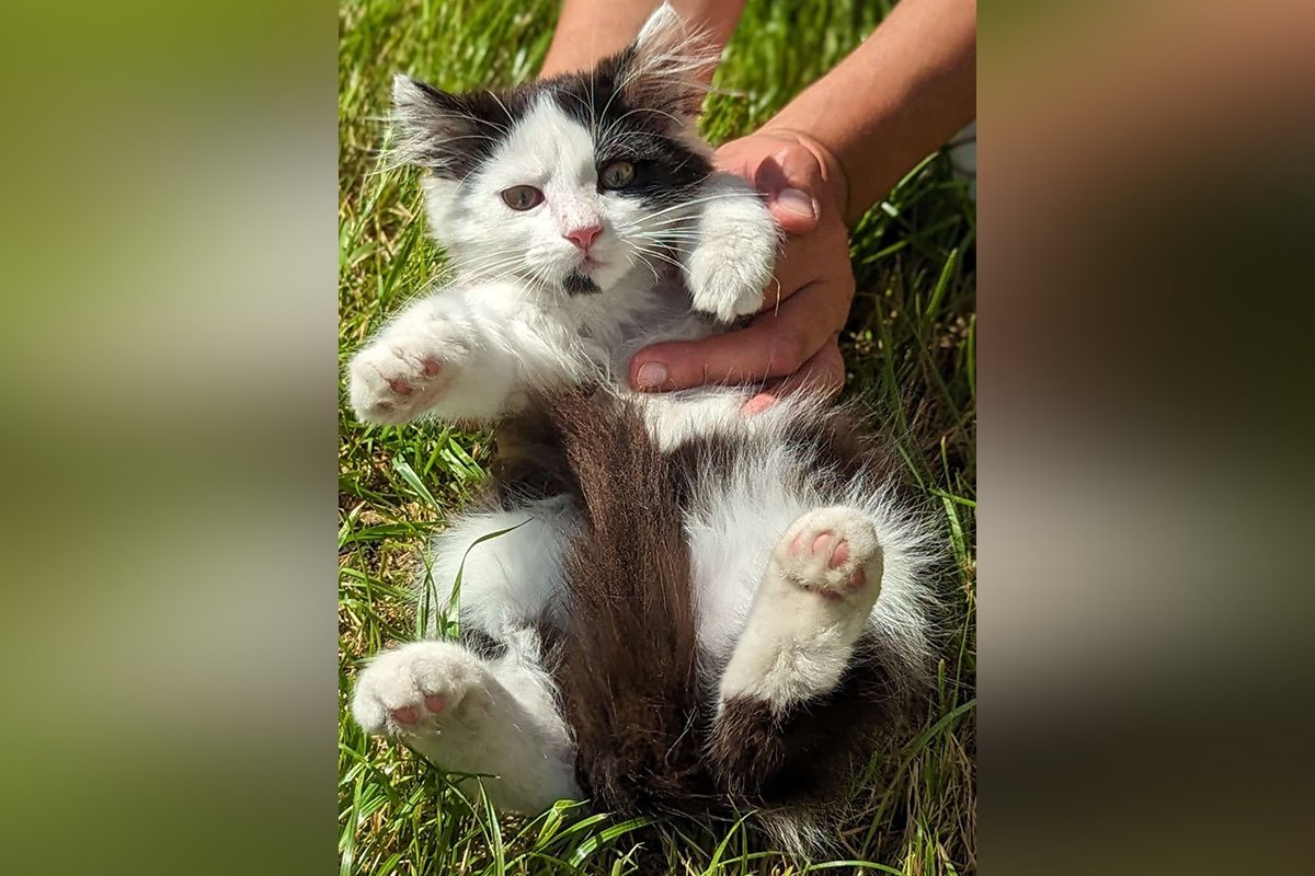 Кішечка Кішечка