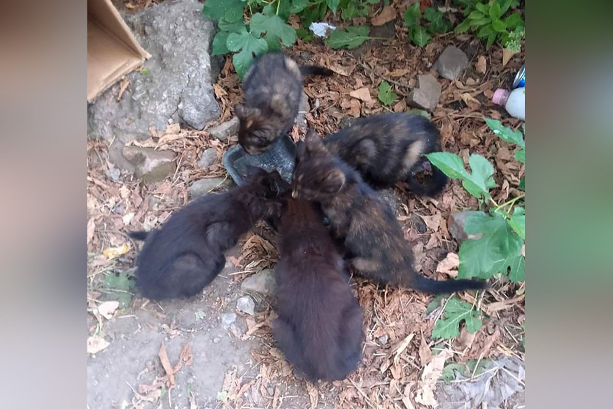 Кошенята Кошенята